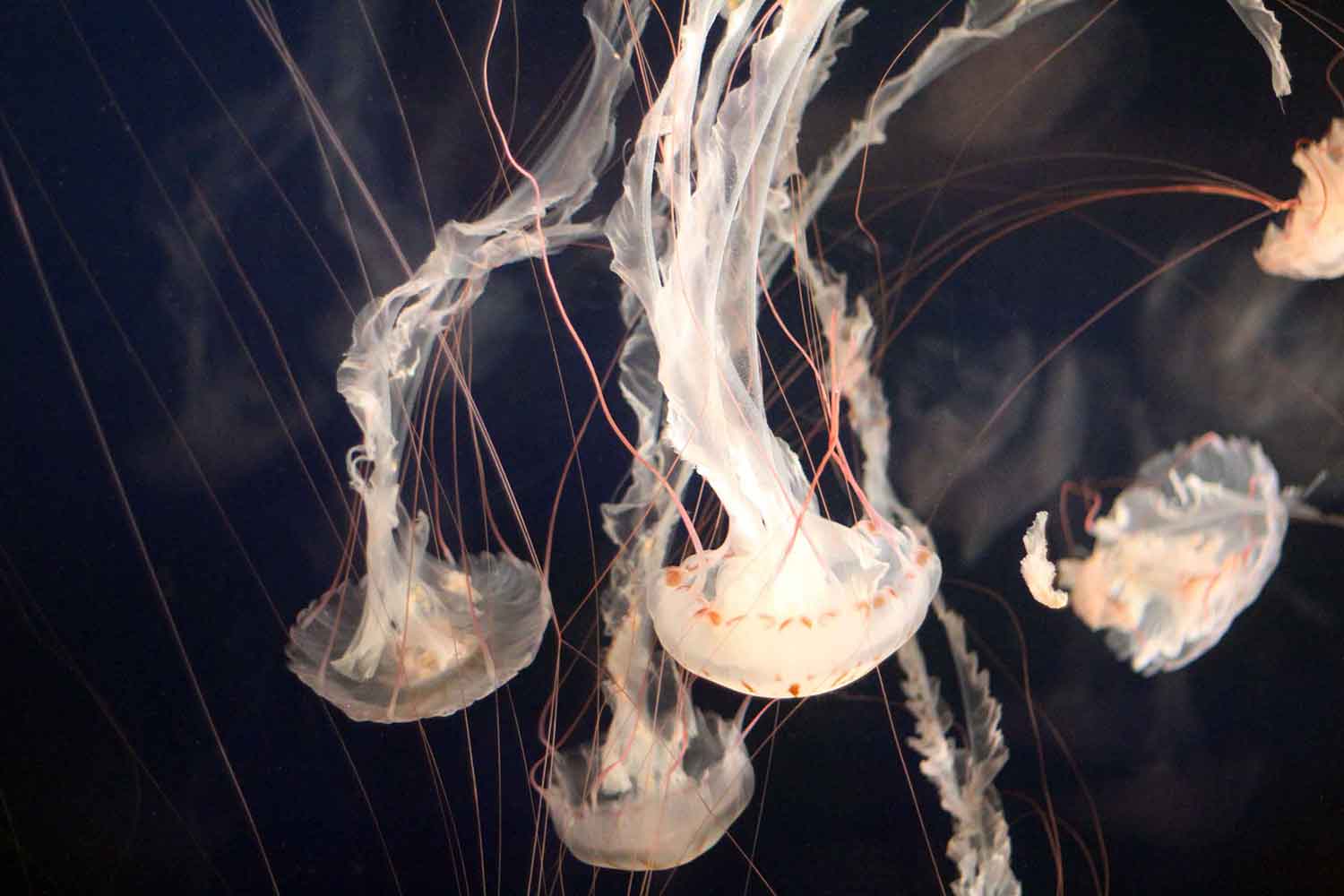 Several jellyfish swimming around